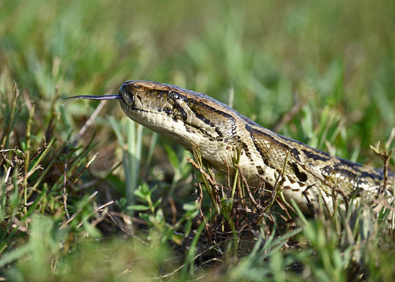 A Burmese python flicks its tongue in the air